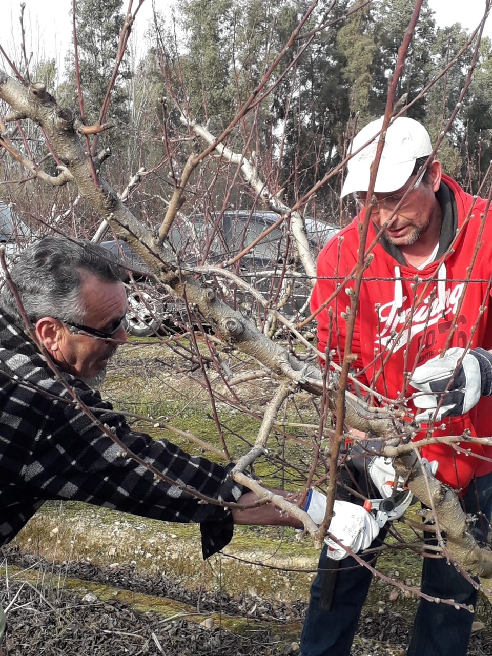 20221120 El CFMR de Don Benito abre el plazo para inscribirse en un nuevo  curso especializado en la poda de árboles frutales - JUNTAEX
