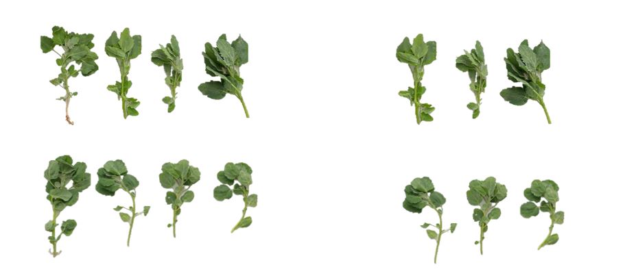 Imagen del artículo Un estudio de CICYTEX demuestra que los brotes de hojas verdes de quinoa contienen más proteínas que otros vegetales para ensaladas