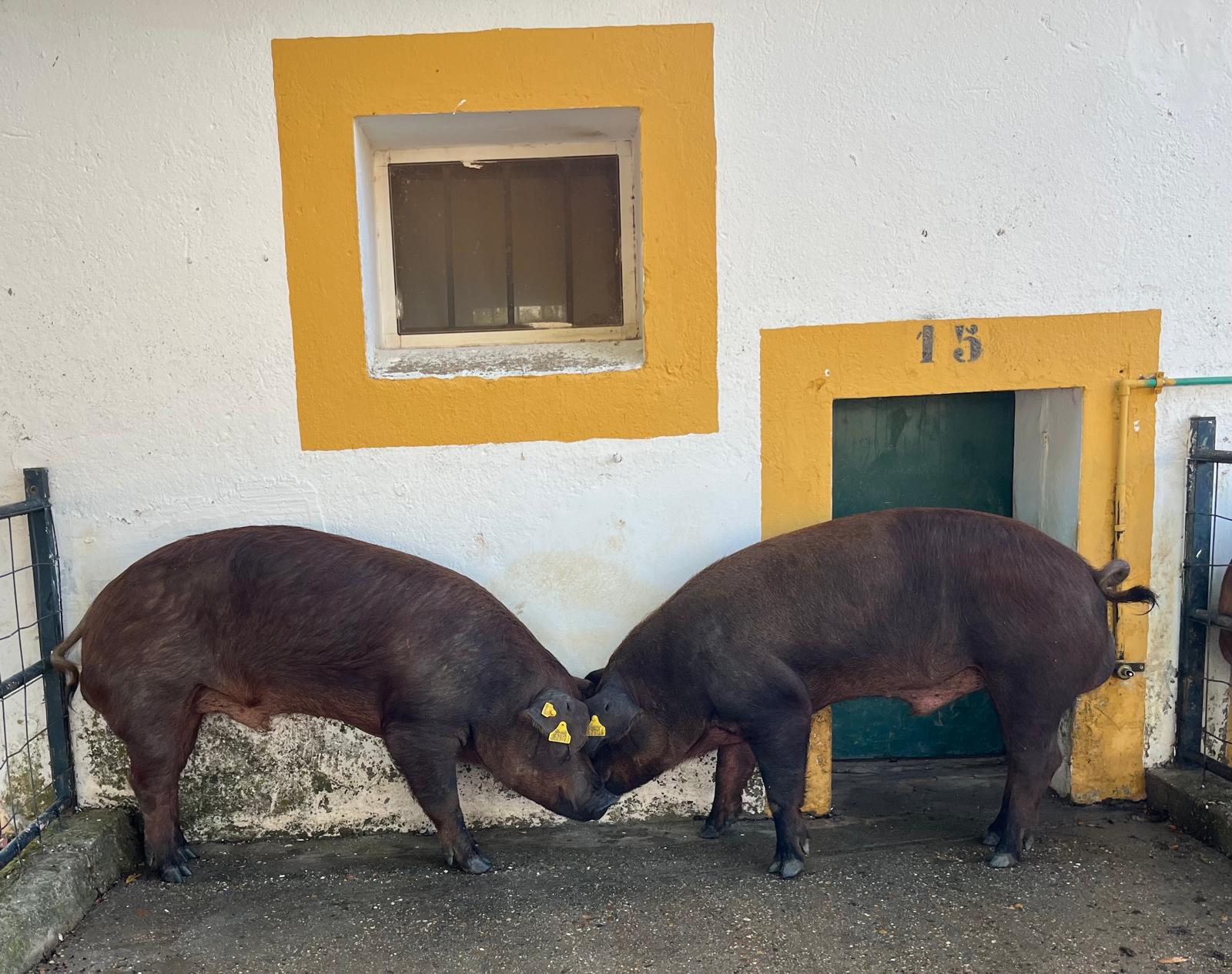 Image 2 of article El CENSYRA adjudica la totalidad de lotes de porcino de raza Duroc en la última exitosa subasta