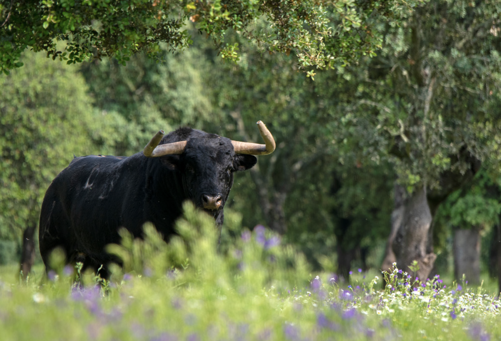 Foto de La Junta de Extremadura se suma a otras ocho comunidades, el Senado y la Fundación Toro de Lidia convocando el Premio Nacional de Tauromaquia