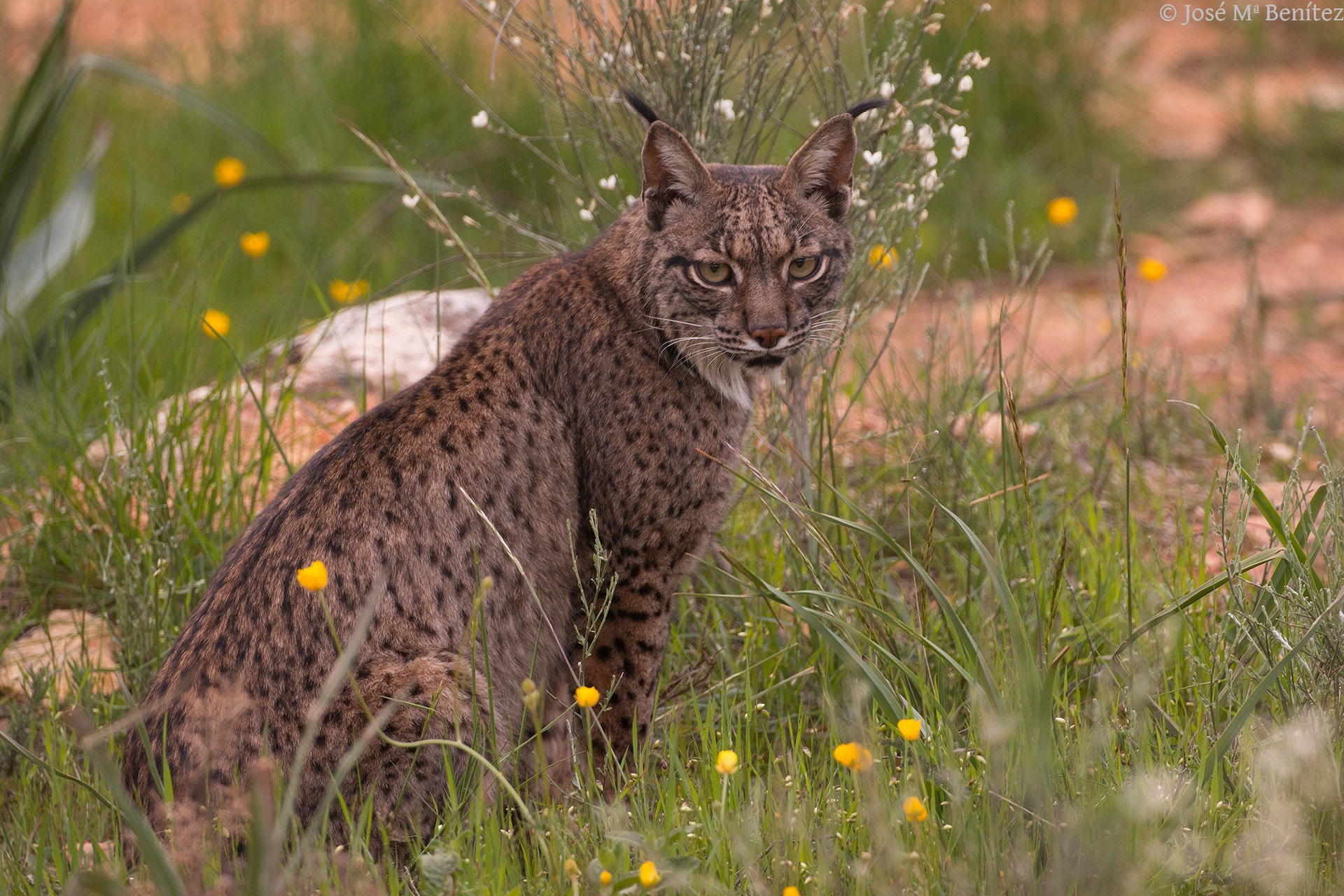 Imagen del artículo Extremadura oficializa a sus socios del proyecto LIFE Lupi-Lynx que se centrará en la conservación y reintroducción del lince ibérico